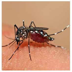 Dedetizadora dengue
